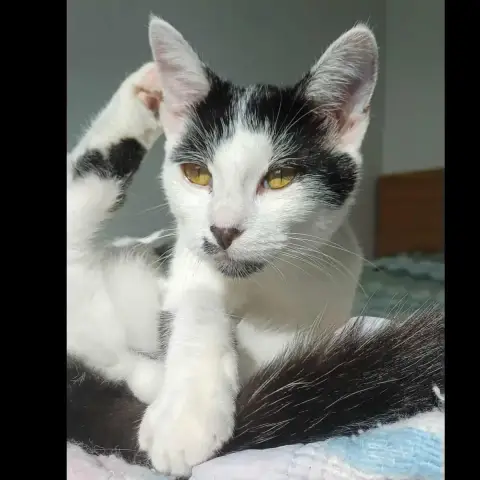 Albi