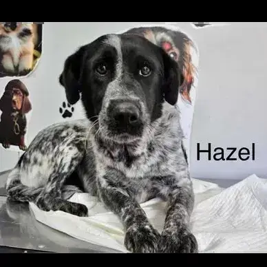 Hazel