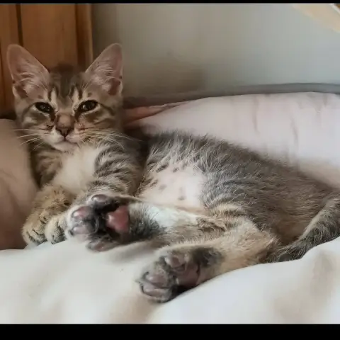 Tigrou photo 2