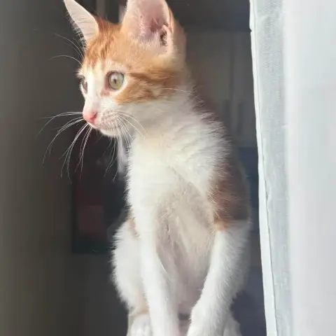 Sunny