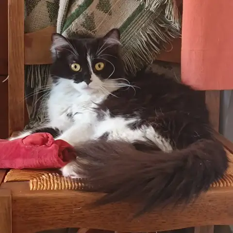 Hermine