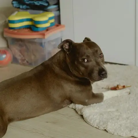 Nala photo 3