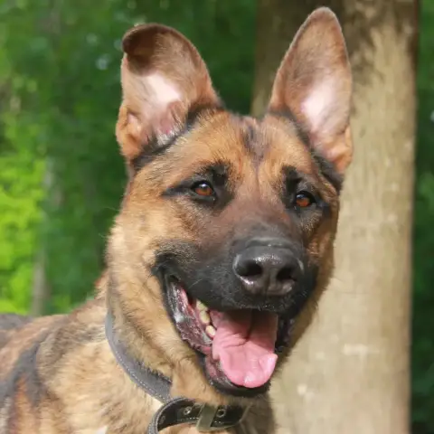 Zeus
