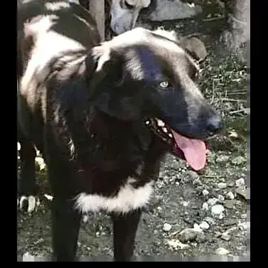 Ilka