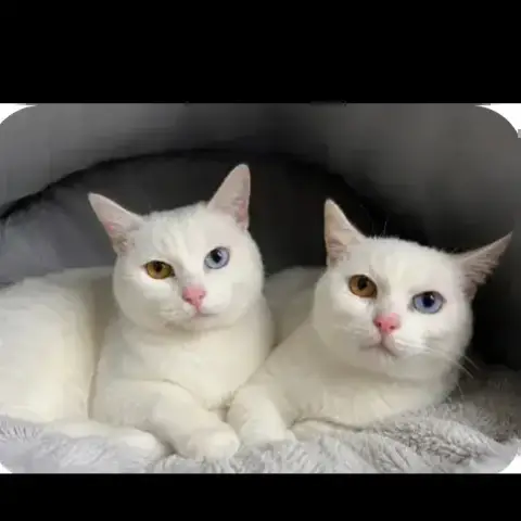 Neige Et Flocon