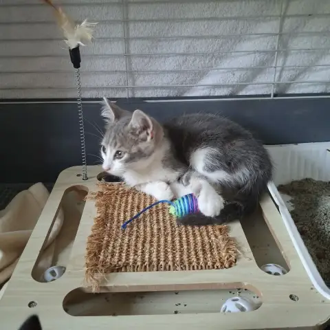 Jayce En Accueil Chez Elodie