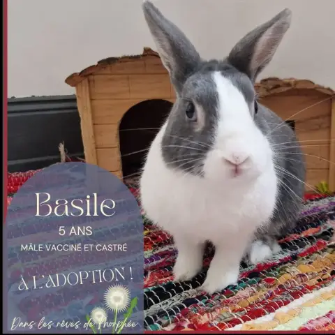 Basile