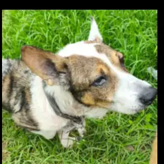Elvis Ii Ex Piper photo 2