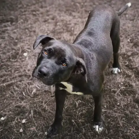 Saphira Chienne