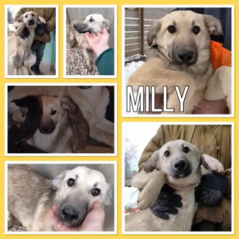 Milly