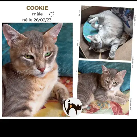 Cookie