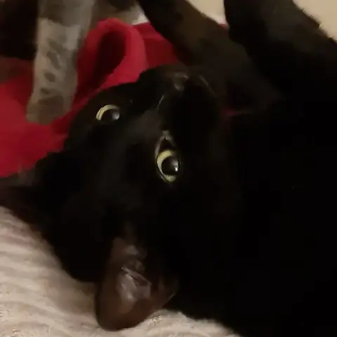 Nox