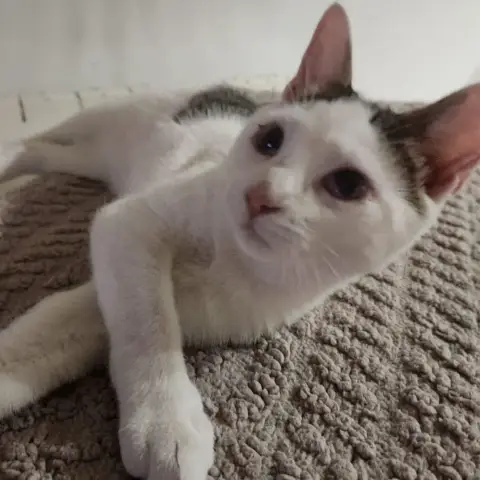 Titi photo 2