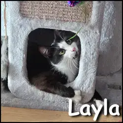 Layla