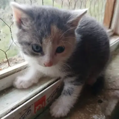 Lumie