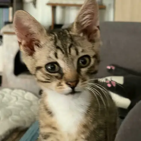 Berlioz photo 2