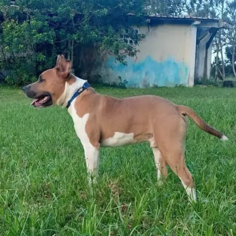 Balou
