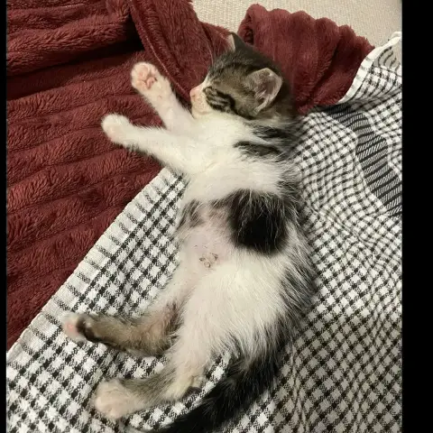 Ferdinand photo 3