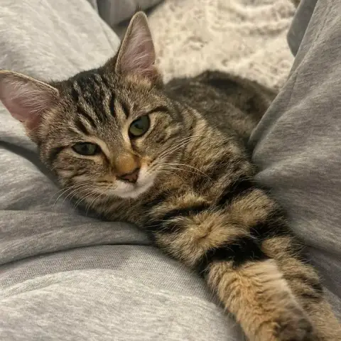 Anya