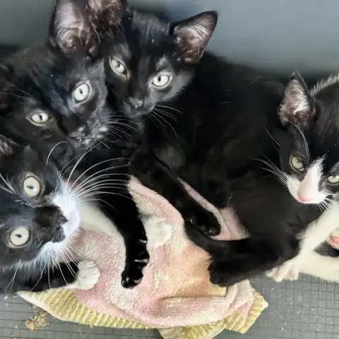 4 Chatons En Fourrière