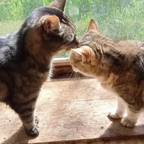 Titi Et Caramel