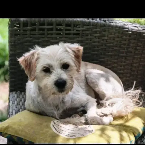 Chewy