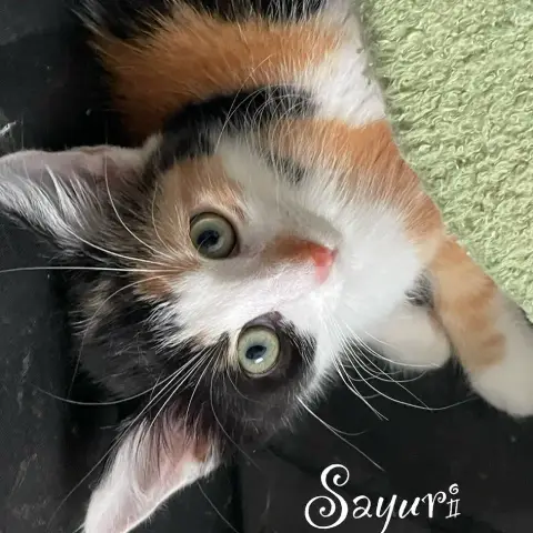 Sayuri photo 2