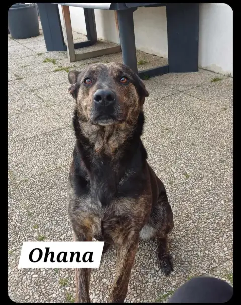 Ohana