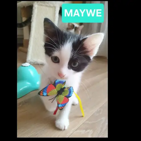 Maywe