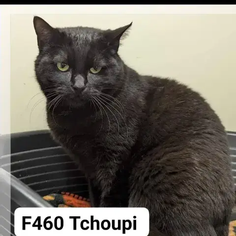 Tchoupi