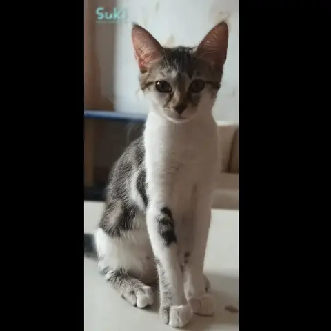Suki photo 3