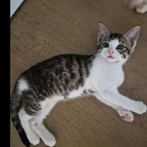 Beren