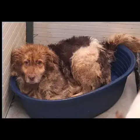 Ginger photo 3