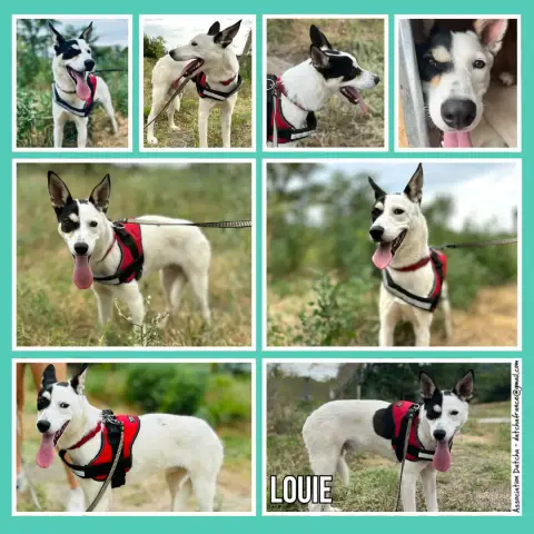 Louie