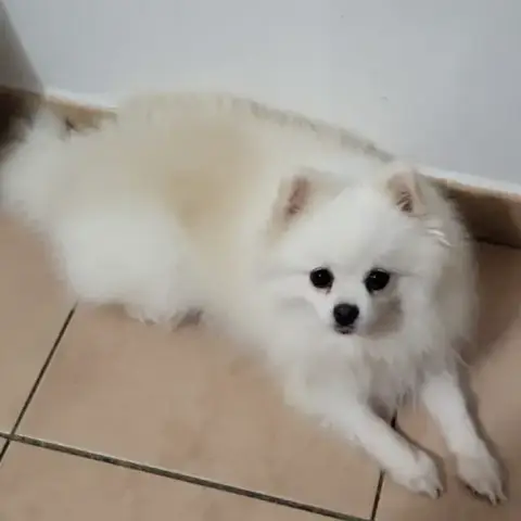 Lina
