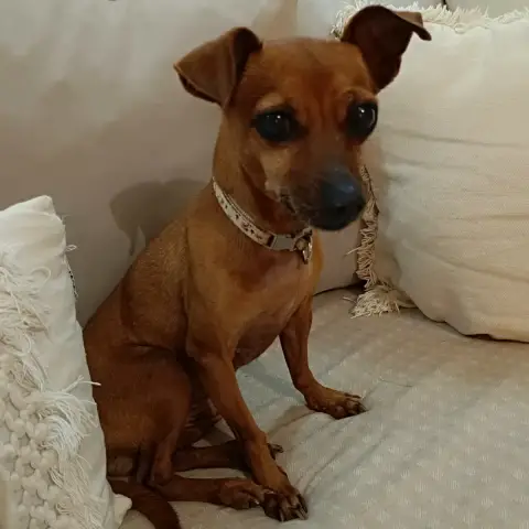 Roxy L'Amie Mini