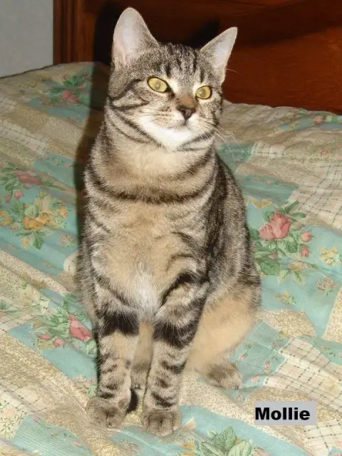 Mollie