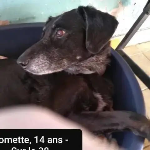 Gomette photo 2