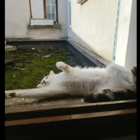 Cajou photo 3