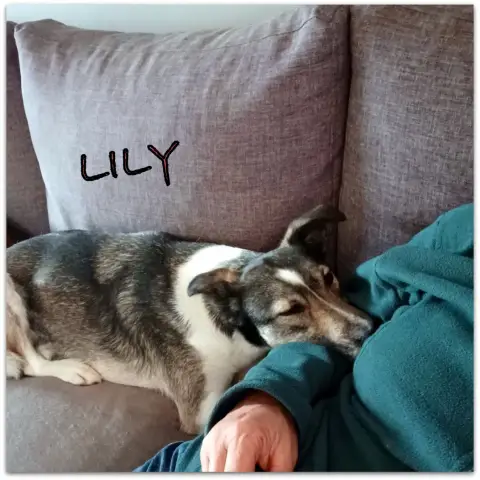 Lily photo 3