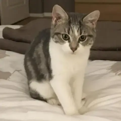 Nouchka