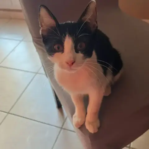 Felixia