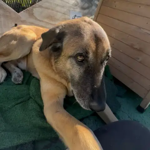 Simba