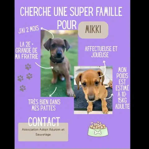 Mikki