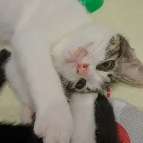 Baya