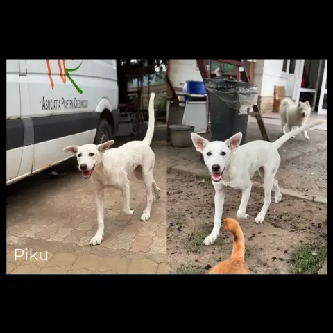 Piku