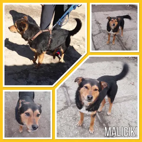 Malicik