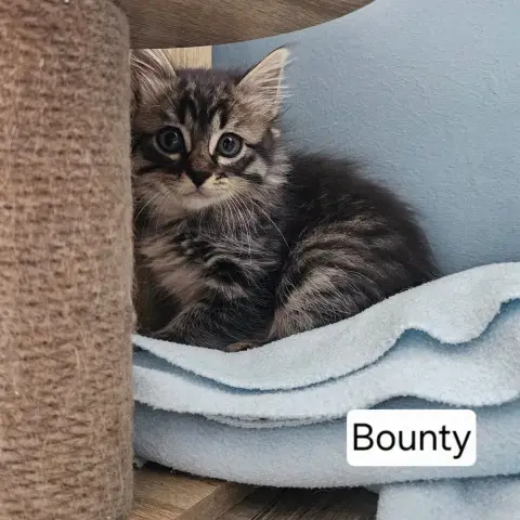 Bounty photo 2