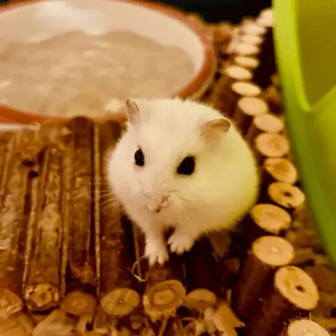 Lilo