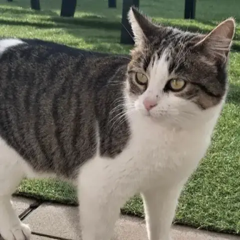 Minette